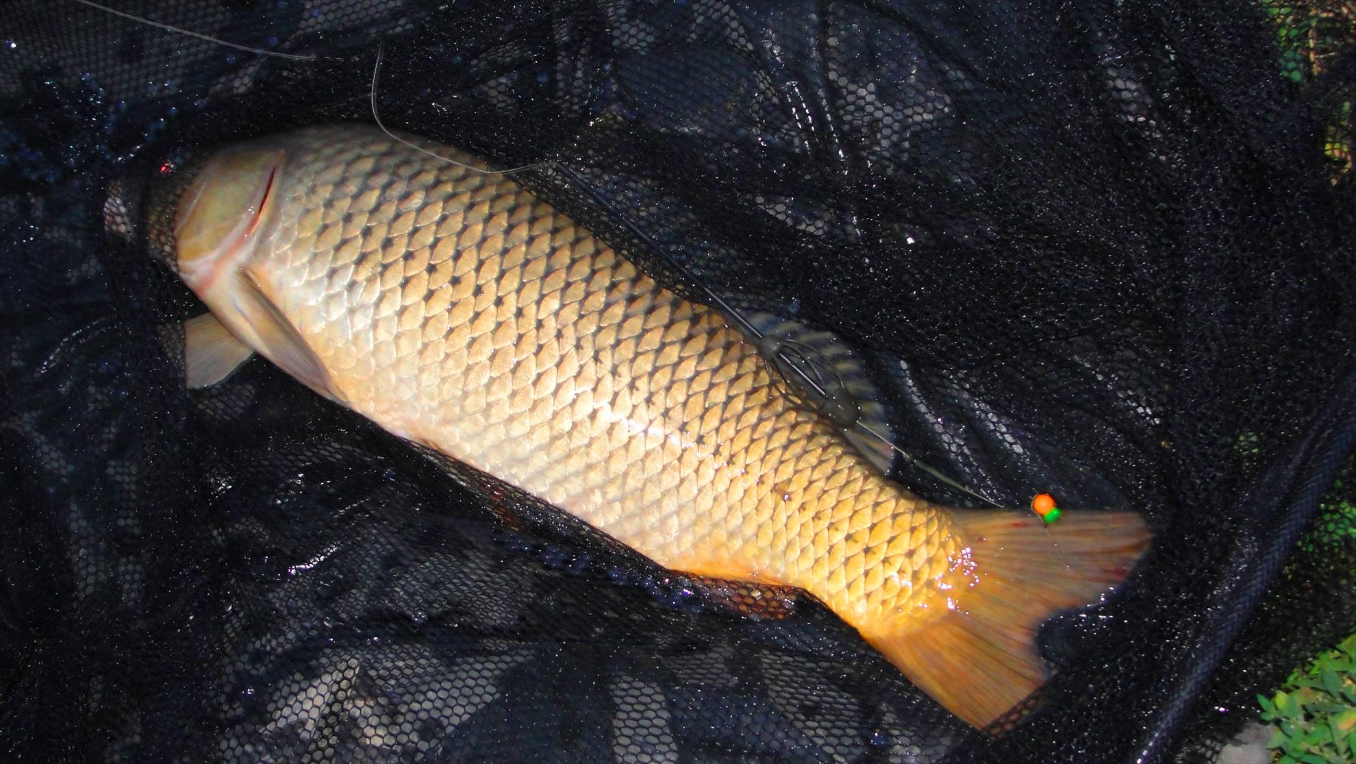 Magura 9 1 - 2 aug. - Primul peste intepat regulamentar in...coada :)
